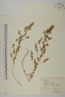 雜配軸藜藏品圖，第1張