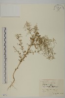 菊葉香藜藏品圖，第1張