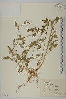 藜、灰藜藏品圖，第1張