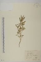 灰綠藜藏品圖，第1張