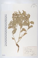 寬葉獨行菜藏品圖，第1張