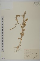 藜、灰藜藏品圖，第1張