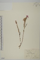 石竹、洛陽花、剪絨花藏品圖，第1張