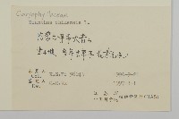 石竹、洛陽花、剪絨花藏品圖，第2張