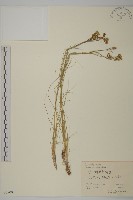 燈心草蚤綴藏品圖，第1張