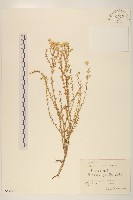 蓼子朴藏品圖，第1張