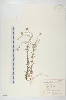 阿爾泰狗哇花藏品圖，第1張