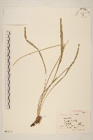 鴨蔥藏品圖，第1張