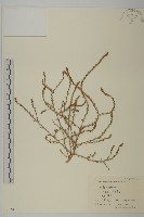 繩蟲實藏品圖，第1張