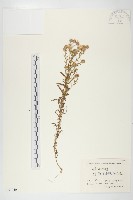 狗娃花藏品圖，第1張