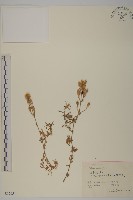 匍生蠅子草藏品圖，第1張