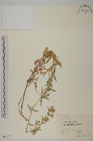 匍生蠅子草藏品圖，第1張