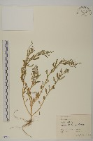 灰綠藜藏品圖，第1張