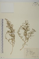刺藜藏品圖，第1張