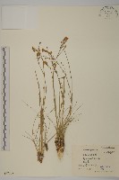 燈心草蚤綴藏品圖，第1張