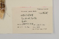 燈心草蚤綴藏品圖，第2張