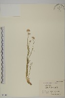 頭狀石頭花藏品圖，第1張