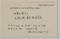 頭狀石頭花藏品圖，第2張