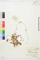 登錄號:S057112藏品圖，第1張