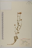 楔葉菊藏品圖，第1張