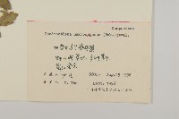 楔葉菊藏品圖，第2張