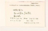 火絨草藏品圖，第2張