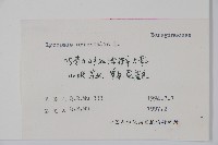 狼紫草藏品圖，第2張