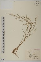黃蒿藏品圖，第1張