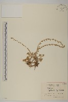 黑紫冷蒿藏品圖，第1張