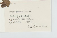 黃鵪菜藏品圖，第3張