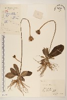 毛大丁草藏品圖，第1張