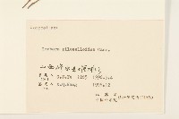 毛大丁草藏品圖，第3張