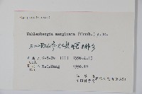 細葉蘭花參藏品圖，第2張