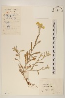鼠麴草藏品圖，第1張
