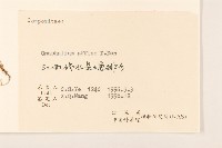 鼠麴草藏品圖，第3張