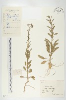 腺獨行菜藏品圖，第1張