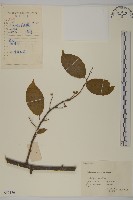 過山楓藏品圖，第1張