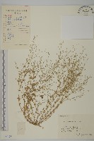 無心菜、鵝不食草藏品圖，第1張