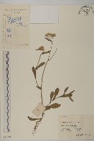 日本假蓬藏品圖，第1張