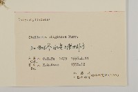 雀舌草藏品圖，第3張