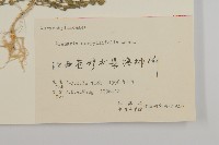 無心菜、鵝不食草藏品圖，第3張