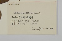 雷公藤藏品圖，第3張