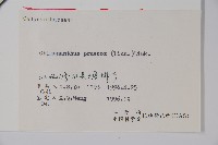 臘梅藏品圖，第2張