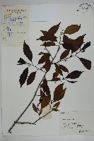 冬青藏品圖，第1張