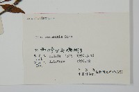 冬青藏品圖，第2張