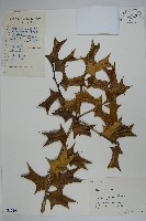 枸骨藏品圖，第1張