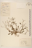 稻槎菜藏品圖，第1張