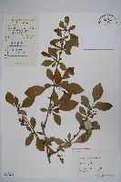 廬山小檗藏品圖，第1張