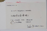 廬山小檗藏品圖，第2張