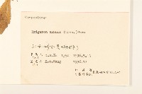 白頂飛蓬藏品圖，第3張